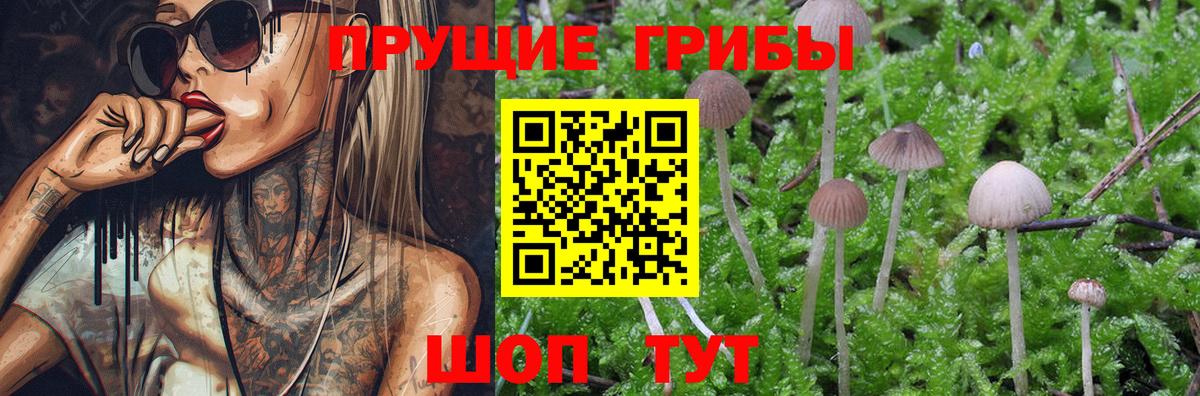 Псилоцибиновые грибы Psilocybine cubensis Кропоткин